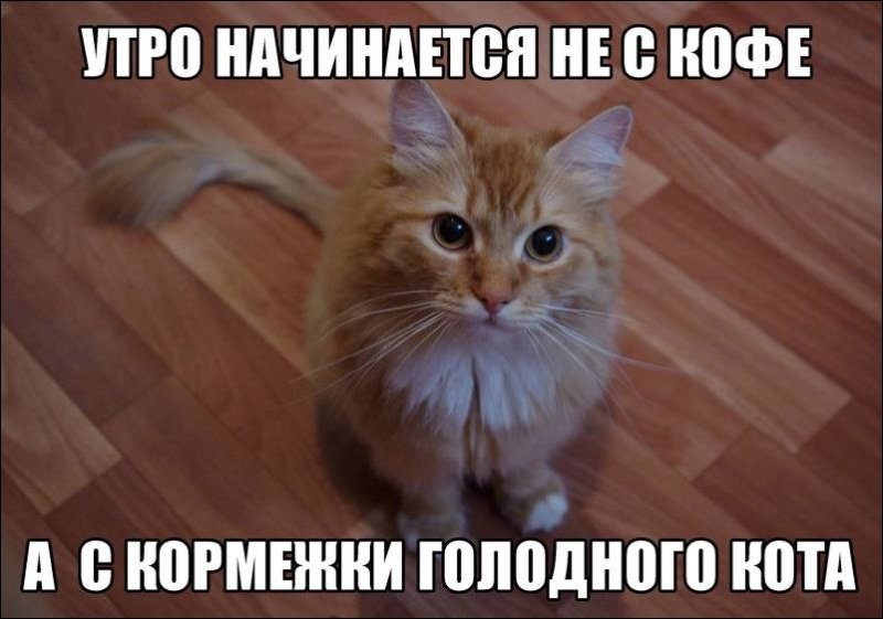 Утро начинается с кормежки голодного кота