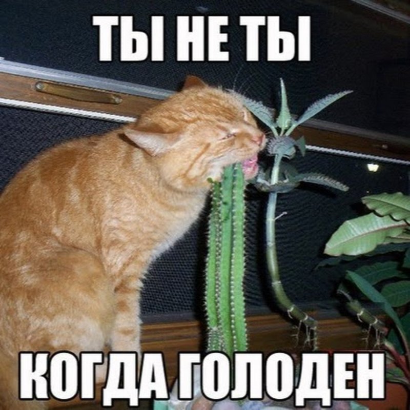 Голодный кот Мем