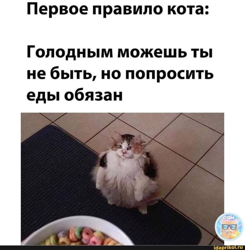 Первое правило кота