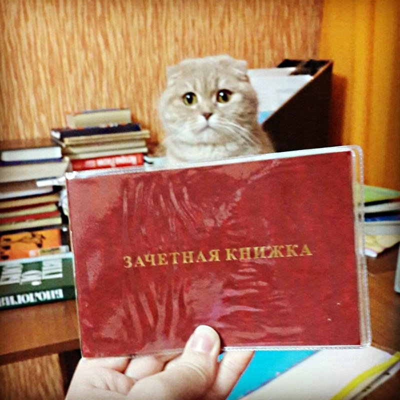 Кот сессия