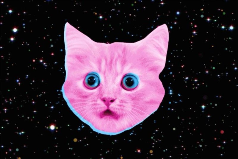 Розовый кот
