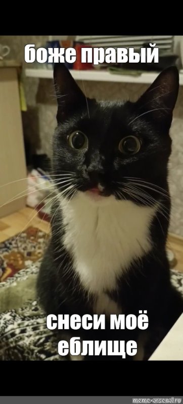 Кот из мема