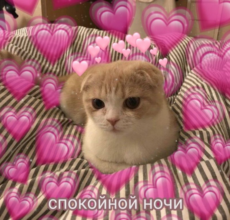 Милые котики с сердечками