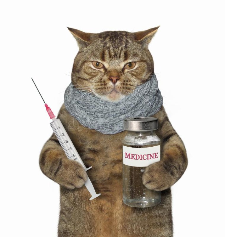 Шприц для кошек