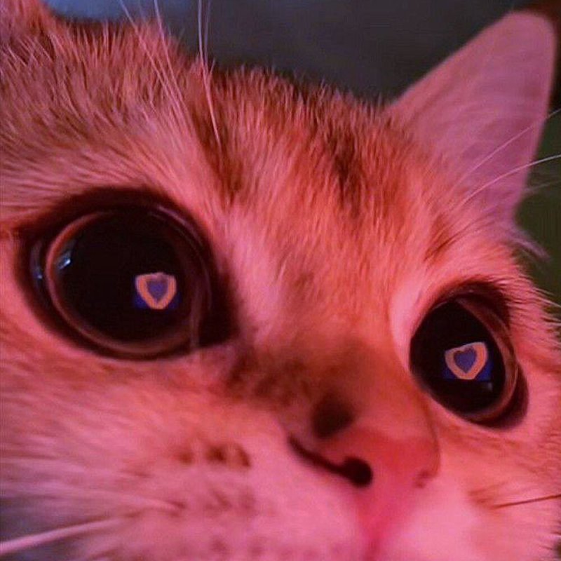 Котик с сердечками в глазах