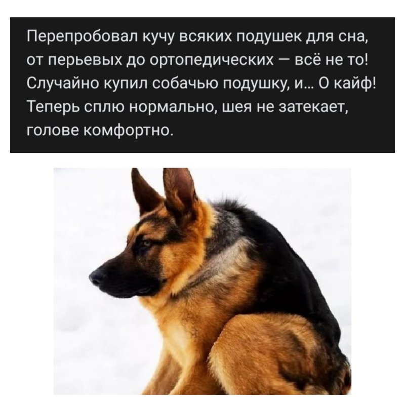 Короткая немецкая овчарка