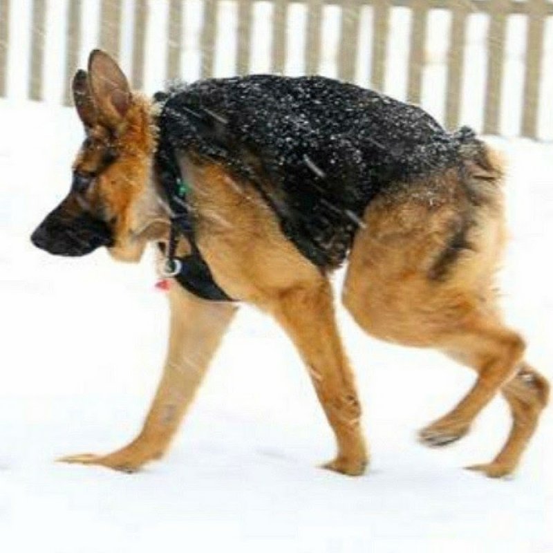 Немецкая овчарка Квазимодо