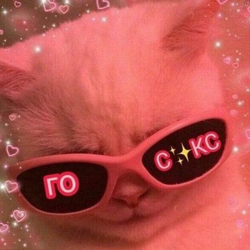 Котик в розовых очках