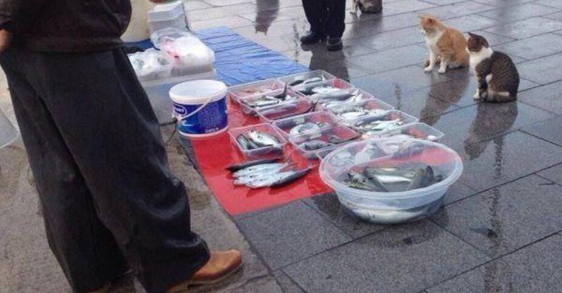 Мем с котами и рыбой