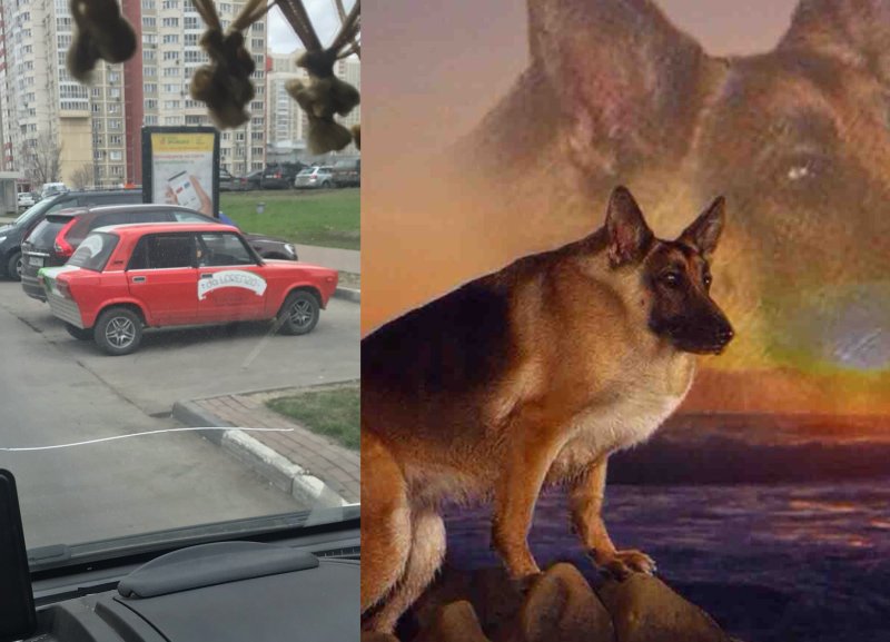 Собака сутулая немецкая овчарка Мем