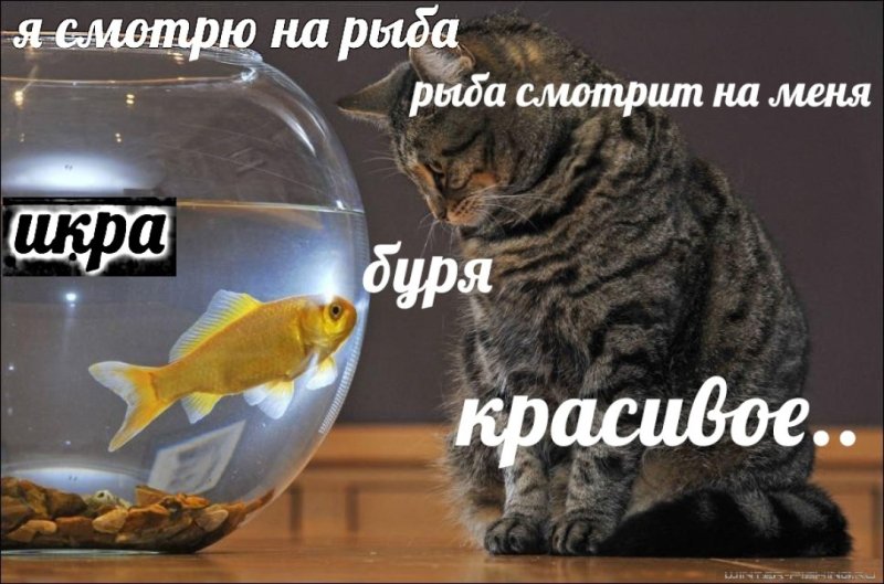 Мем с котами и рыбой красивое