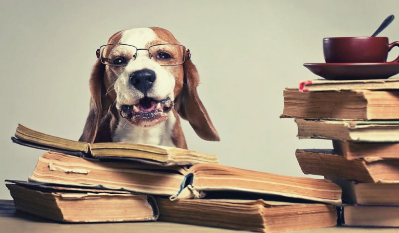 Умная собака