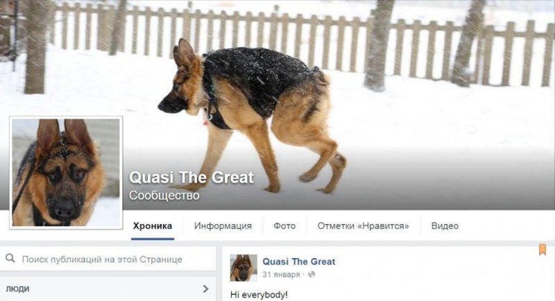 Собака с укороченным позвоночником