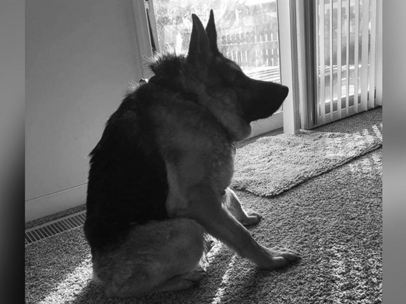 Пёс Квазимодо овчарка