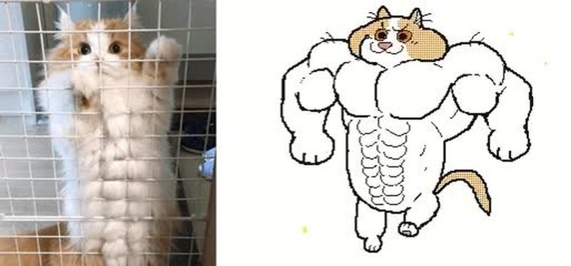 Кот с мускулами