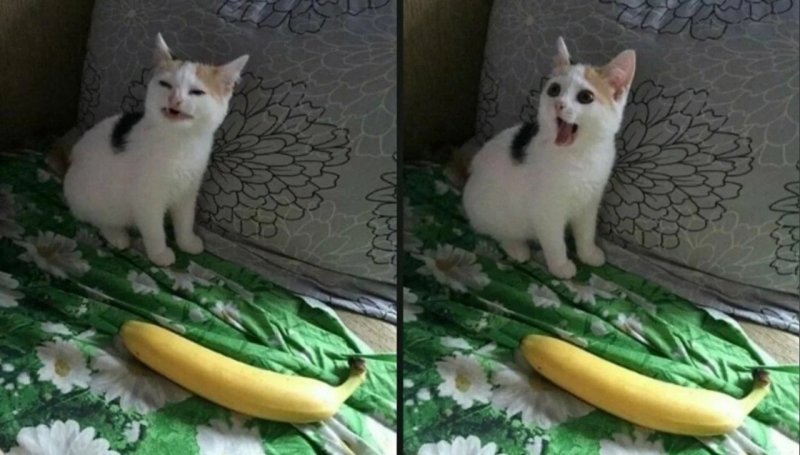 Котик в банане оригинал
