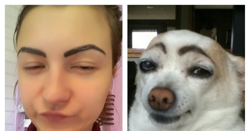 Чихуа Хуа с бровями