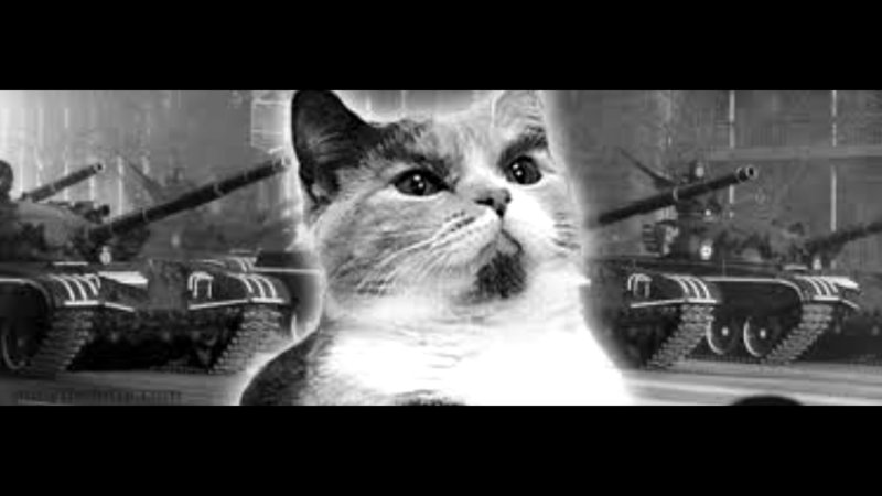 Кошка в танке