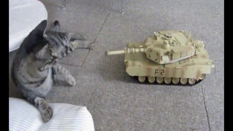 Военные коты