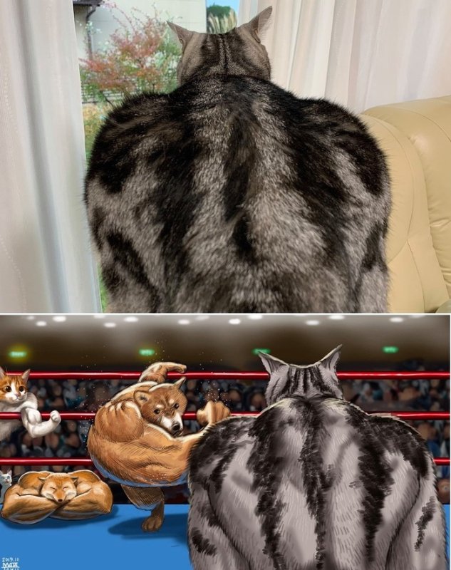 Мемы кот качок