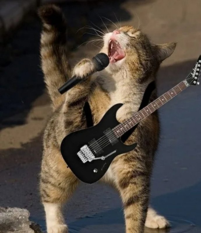 Кот с гитарой