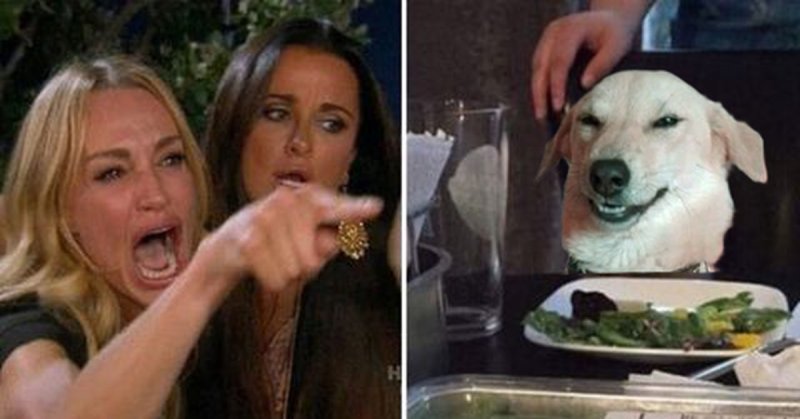 Девушки орут на кота