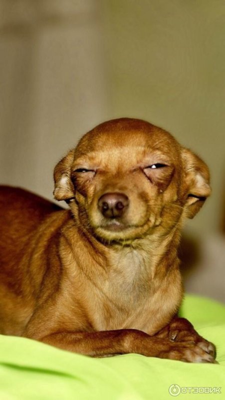 Собака подозревака