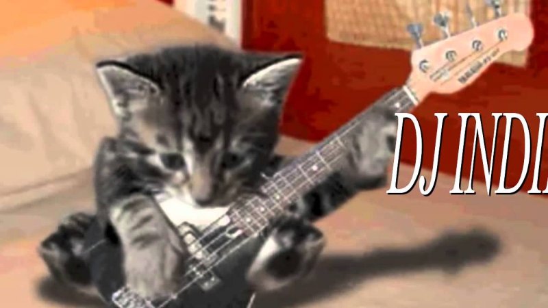 Кот с гитарой