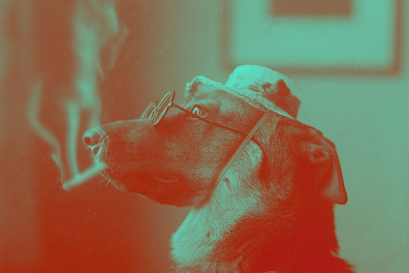 Собачка с сигаретой