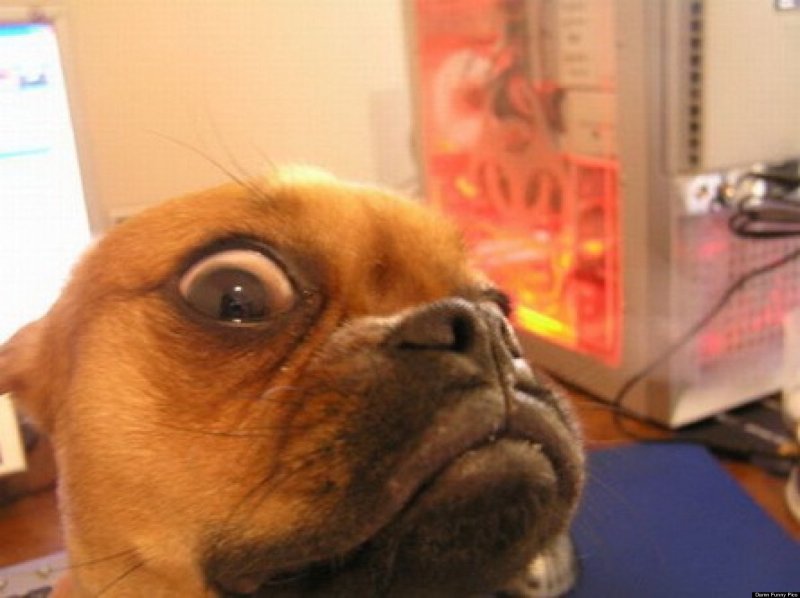 Собака с прищуром