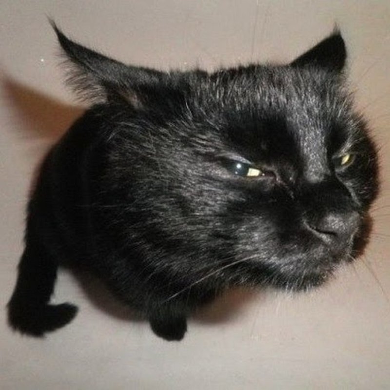 Подозрительный взгляд кота