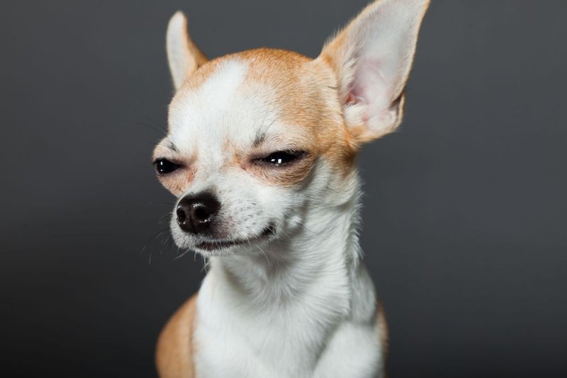 Чихуахуа щурит глаза