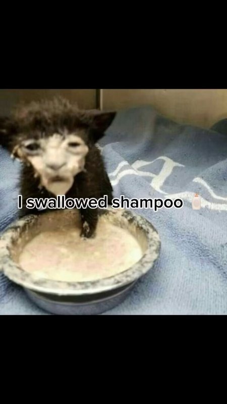 Кот в сметане