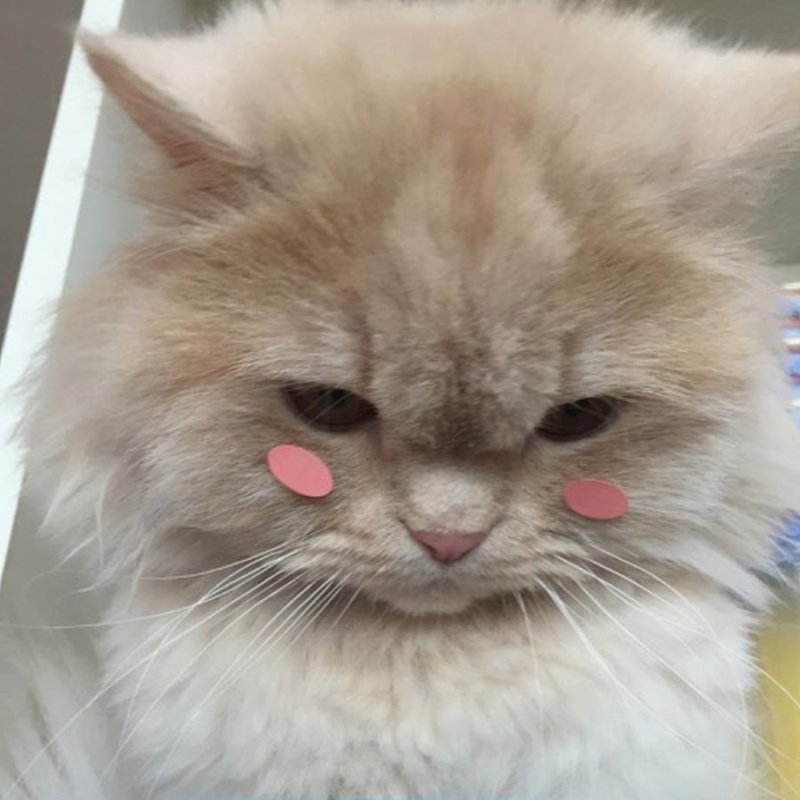 Кот смущается