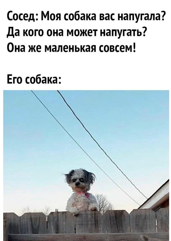 Соседская собака меня пугает смешные картинки