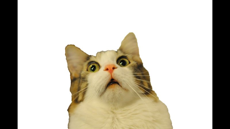 Удивленный кот фон