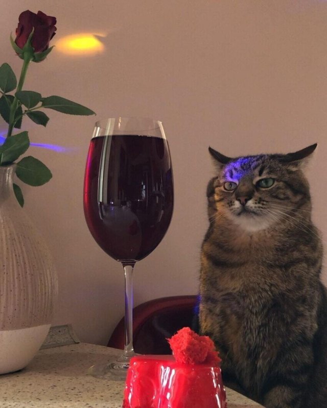 Харьковский кот Степан