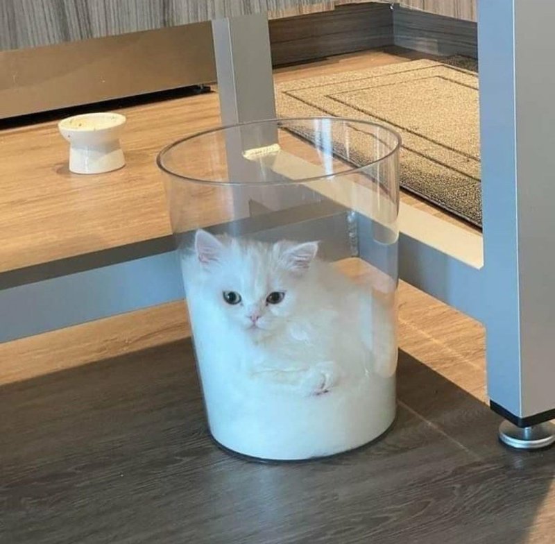 Котенок в стаканчике 1