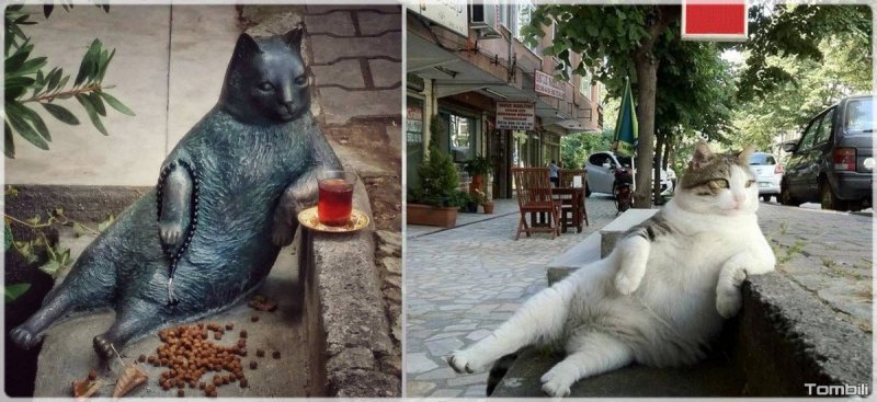 Томбили кот Стамбул