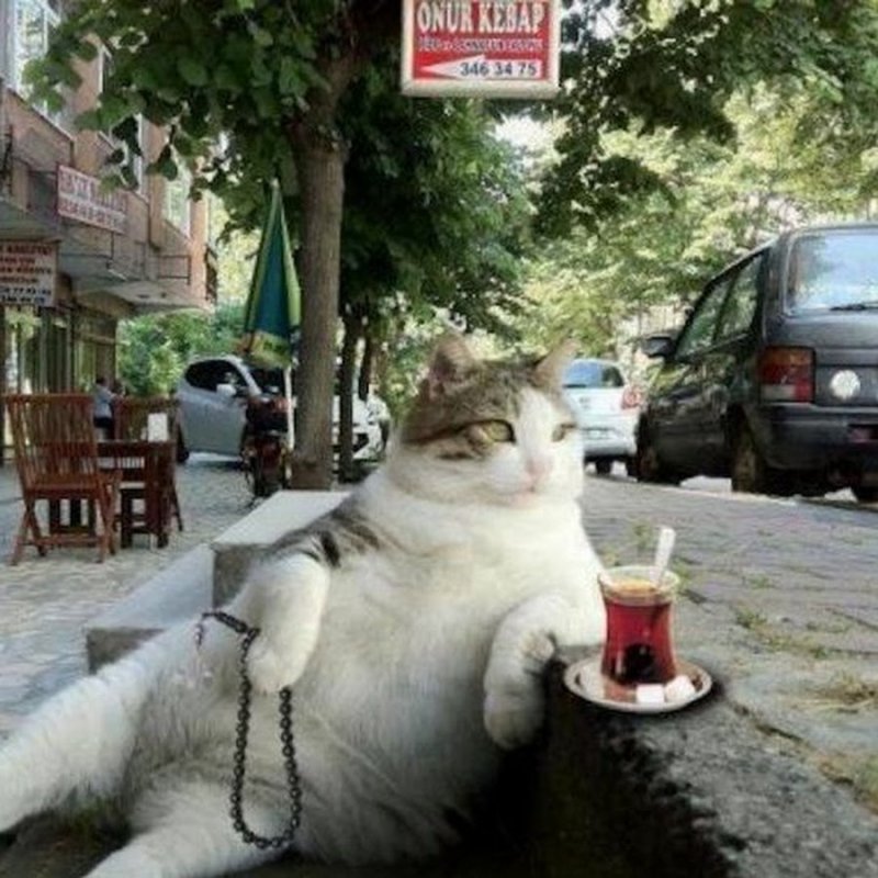 Турецкие коты уличные