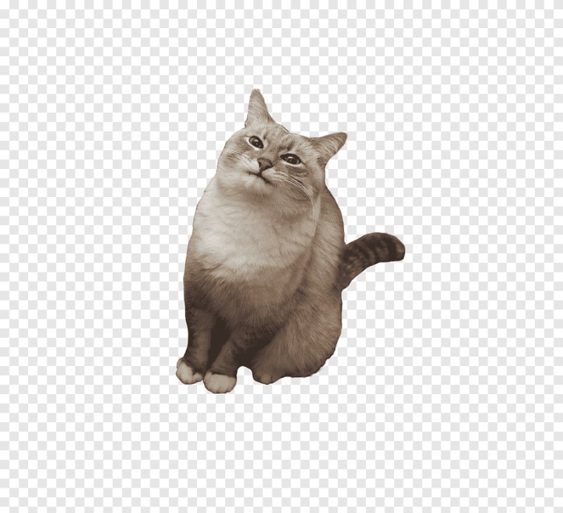 Котик без фона