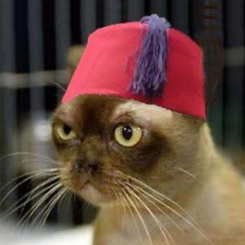 Кот в арабской шапке