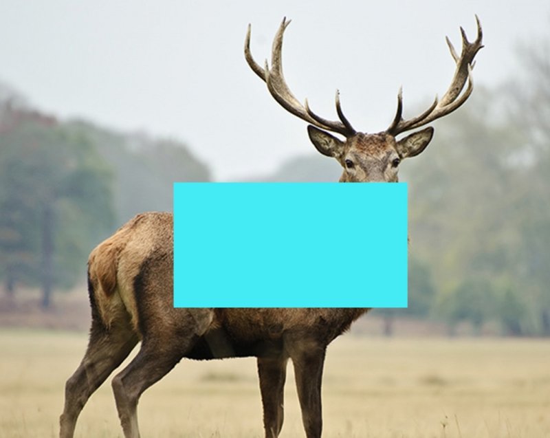 Угадай что за животное