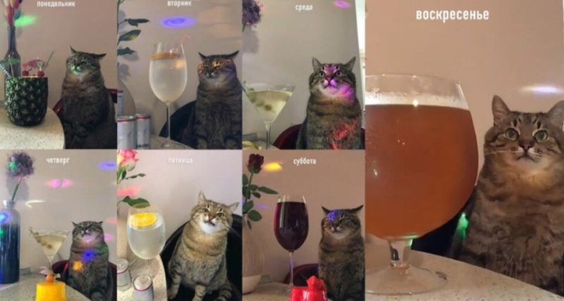 Кот Степан с вином