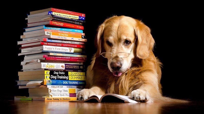 Собака читает