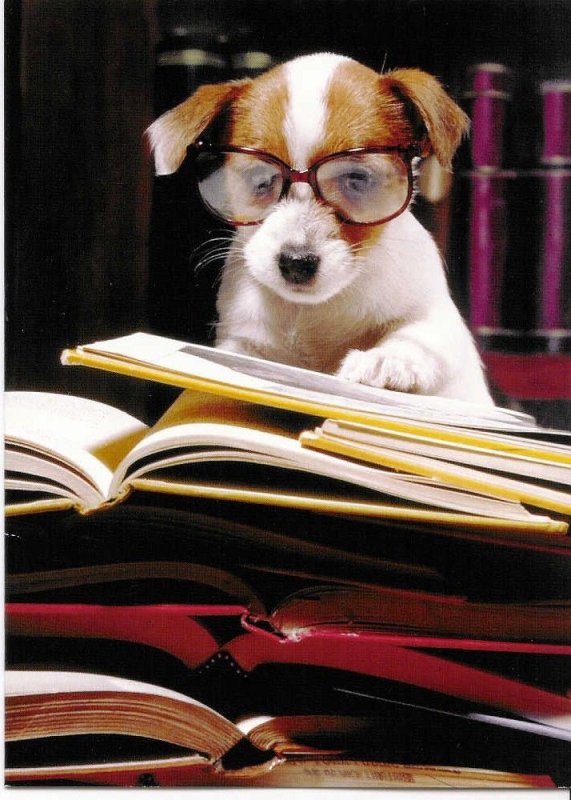 Джек Рассел Мем