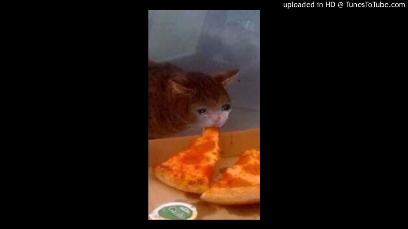 Кот картошка фри