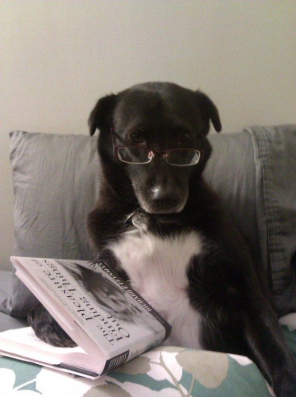 Пес читает книгу