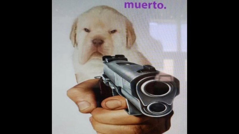 Животные с пистолетом