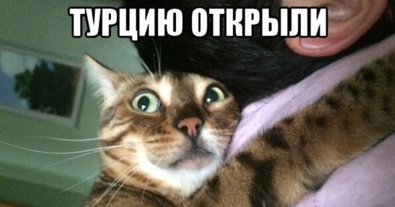 Турецкий котенок Мем
